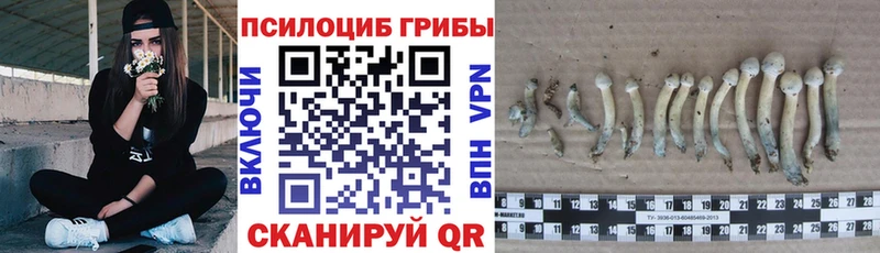кракен   Сковородино  Галлюциногенные грибы ЛСД  где найти  